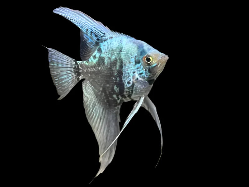 Blue Leopard Angelfish 5cm angel discus