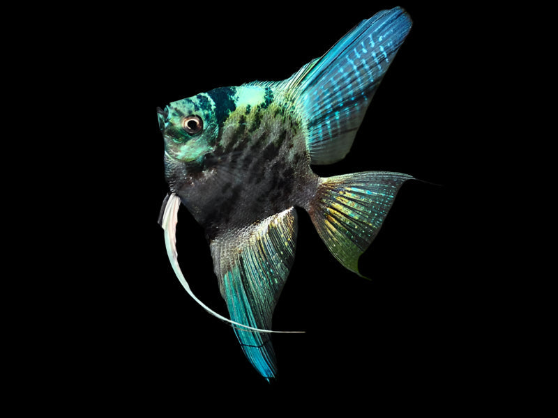 California Blue Marble Angelfish 5cm