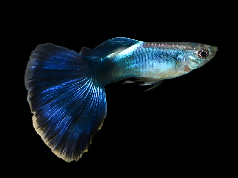 Crystal Blue Guppy 3.5cm