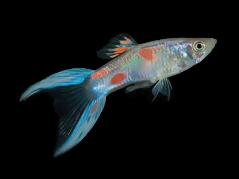 Blue Scissortail Male Guppy 3-4cm