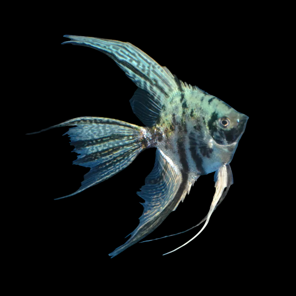 California Blue Marble Long Fin Angelfish 4cm