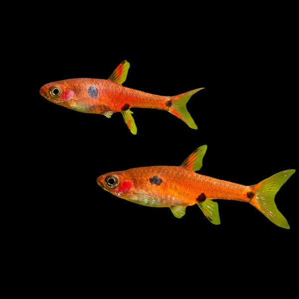 Three Spotted Dwarf Rasbora 1.5cm rasboras