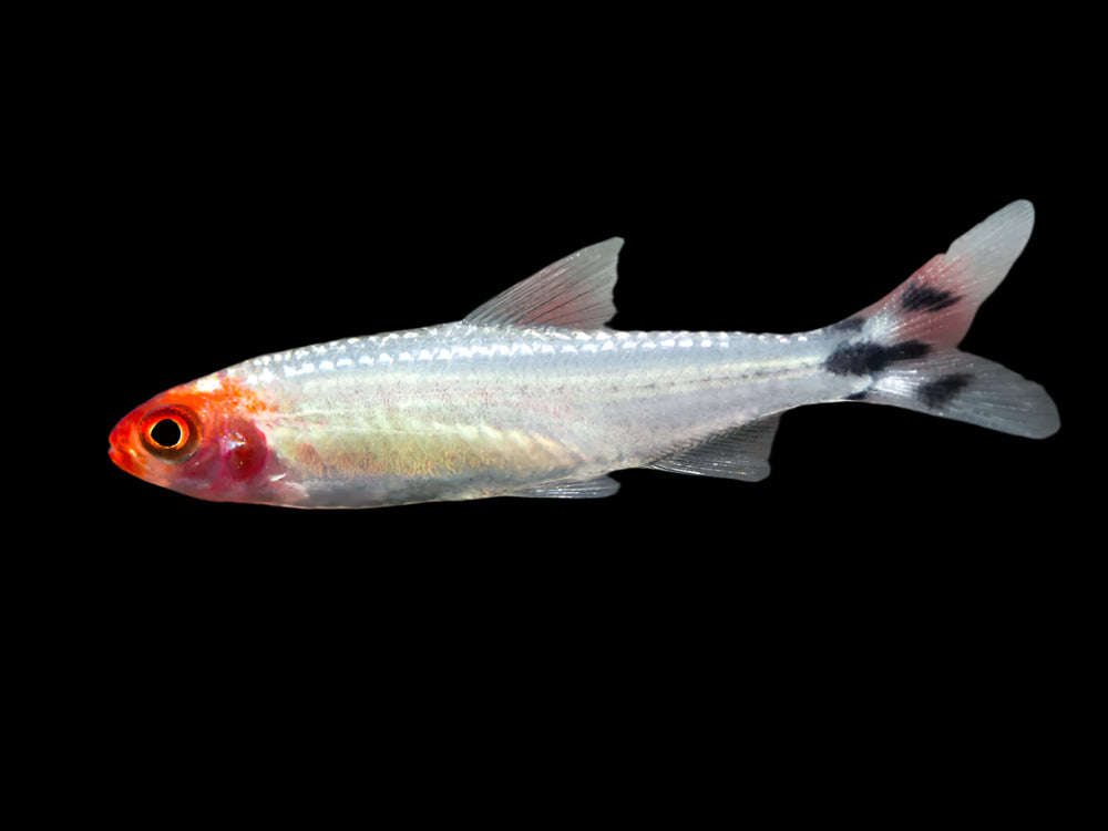 Brilliant Rummy Nose 3cm