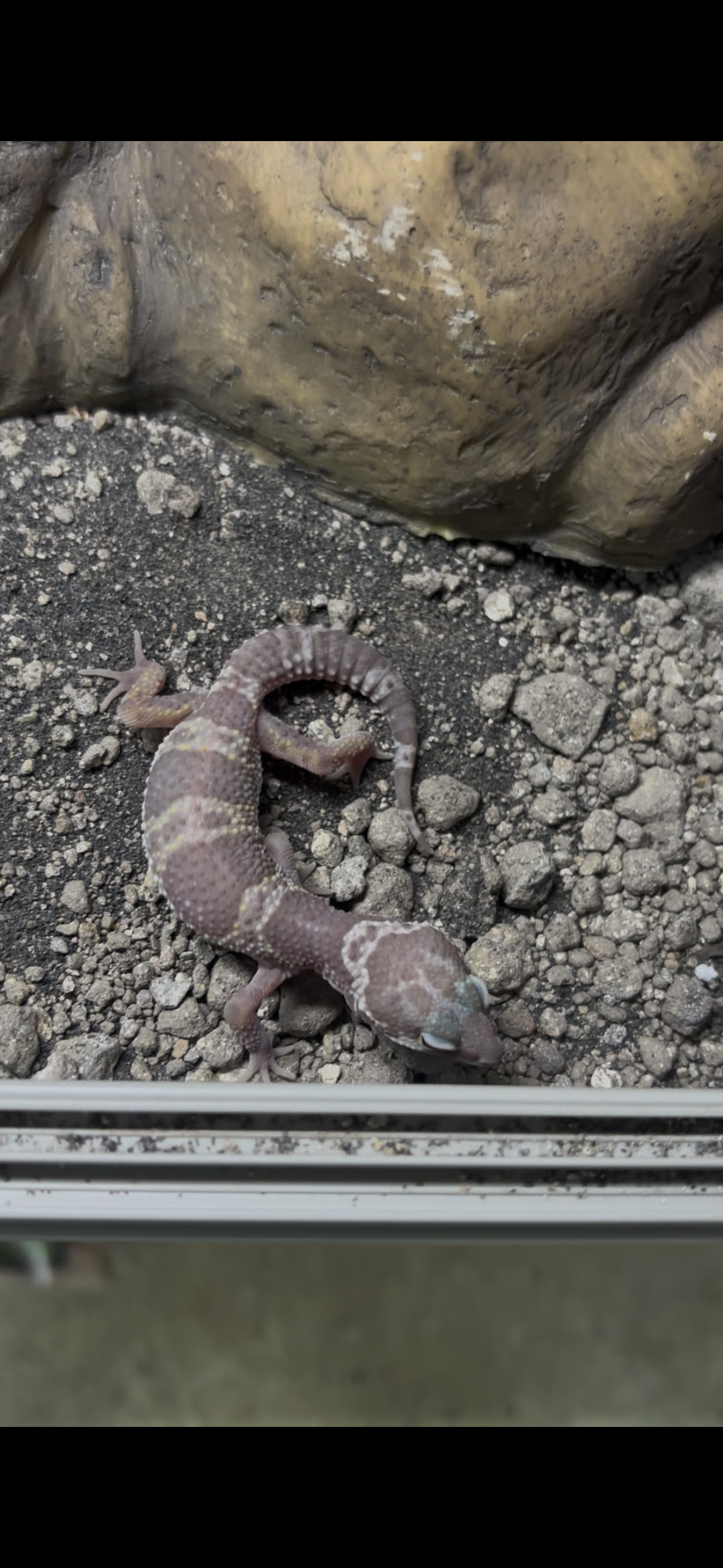 Albino Mack Snow Leopard Gecko