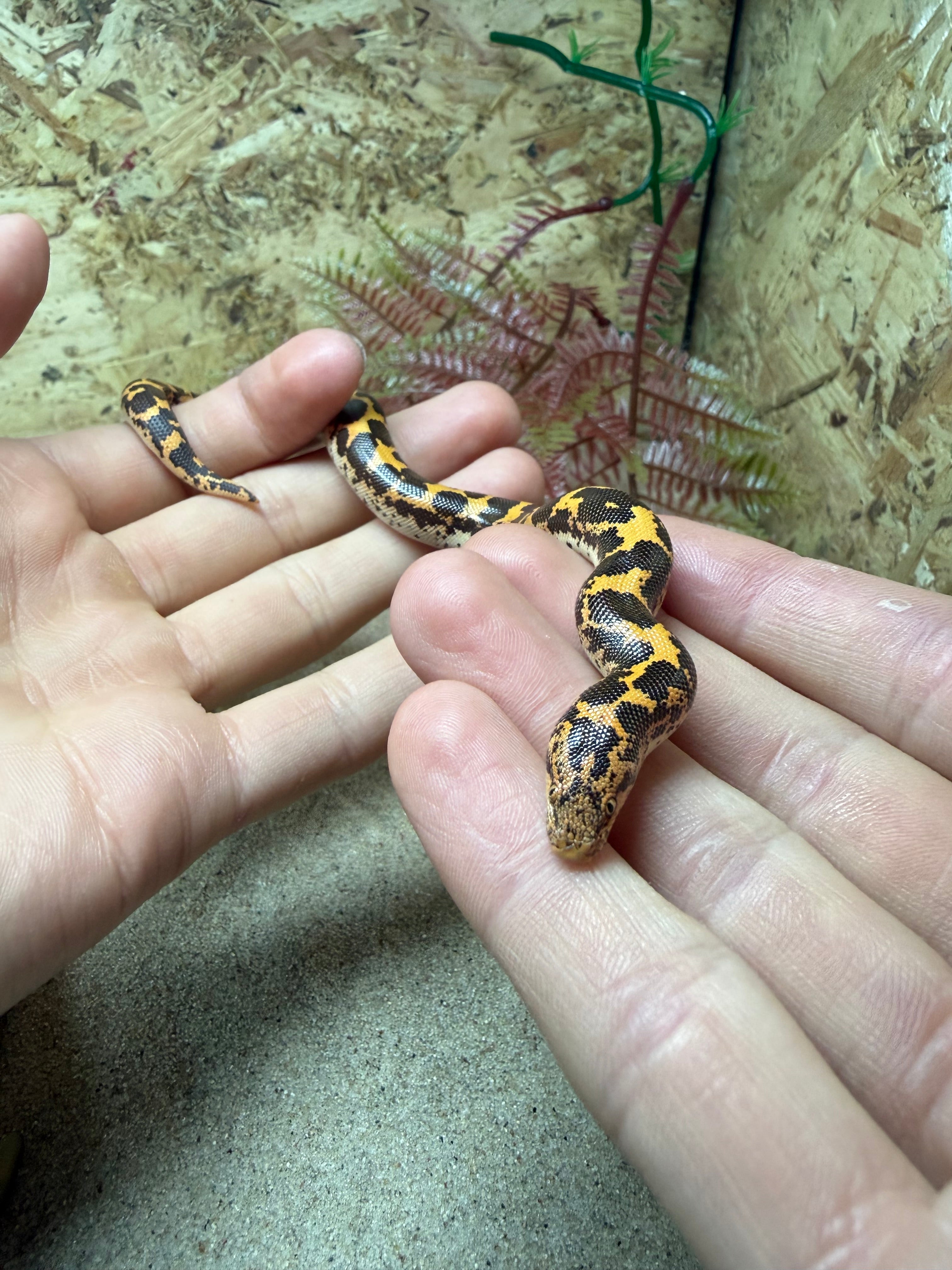 Dodoma Kenyan Sand Boa CB25