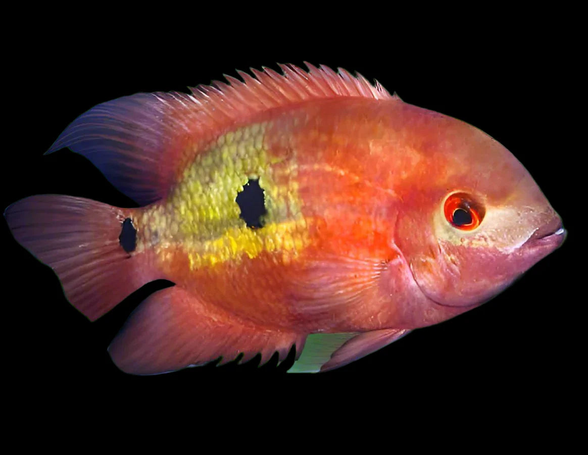 Chocolate Cichlid 3cm south america