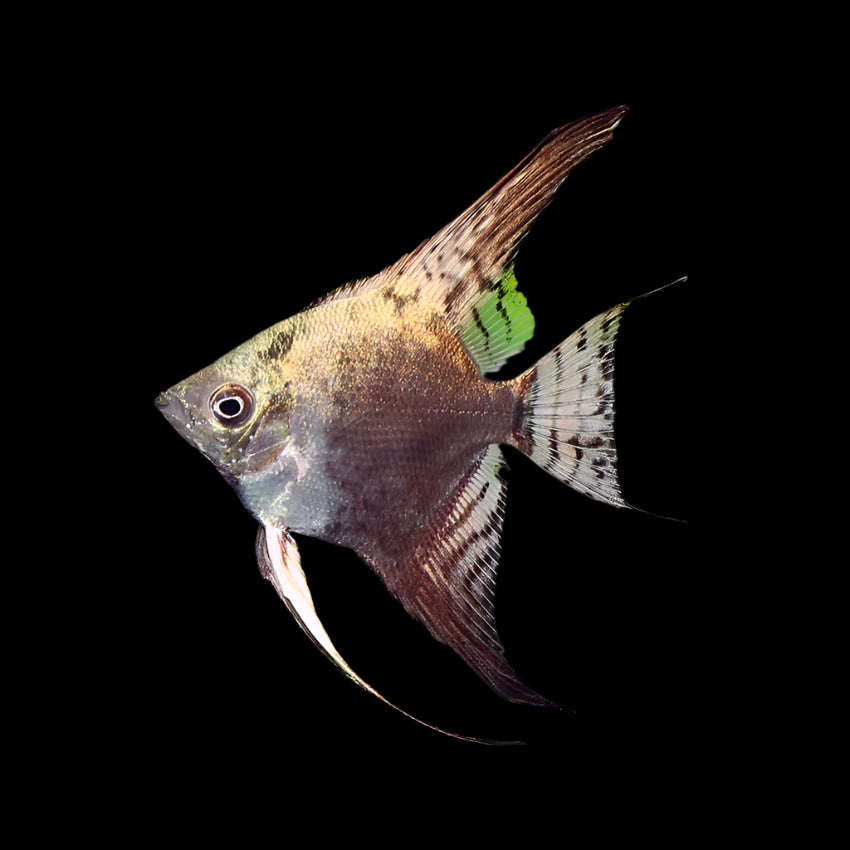 California Angelfish 3-3.5cm - Tropical Supplies North East