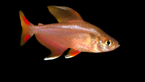 Candy Cane Tetra 3cm - Tropical Supplies North East