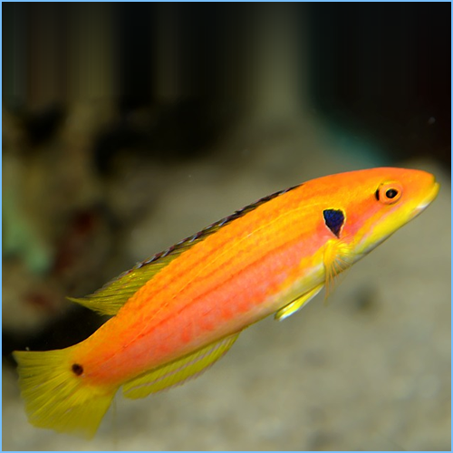 Candy Hog - West Ind Ocean MED