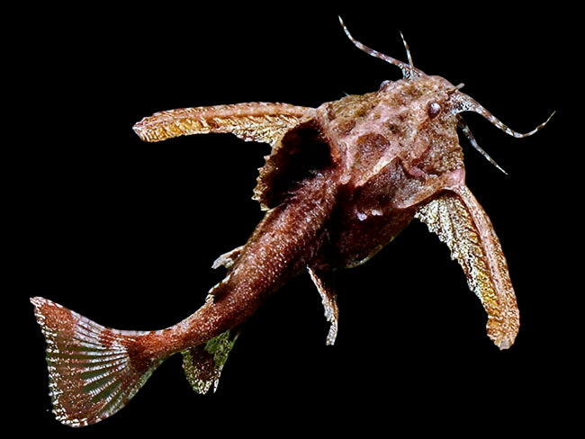 Elongated Moth Catfish 6cm