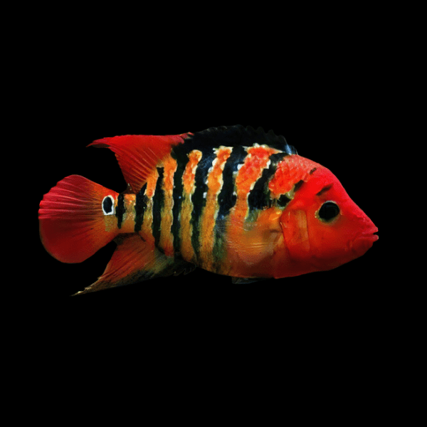 Red Terror Cichlid 4-5cm