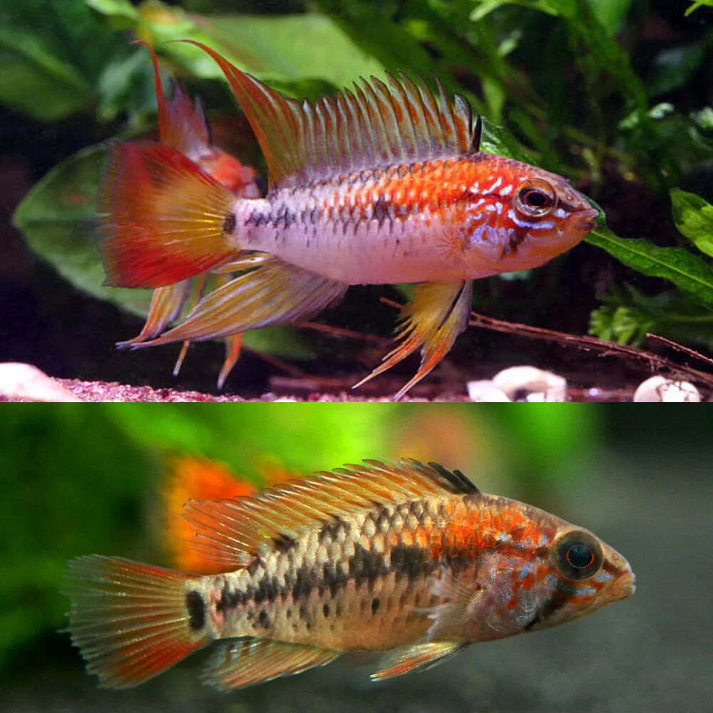 Apistogramma Viejita Red Neck Pair 3-5cm
