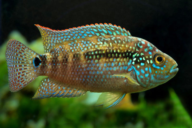 Jack Dempsey Cichlid 5-6cm