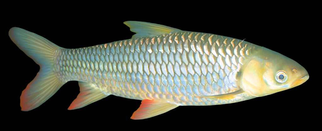 Red Finned Cigar Shark 8cm