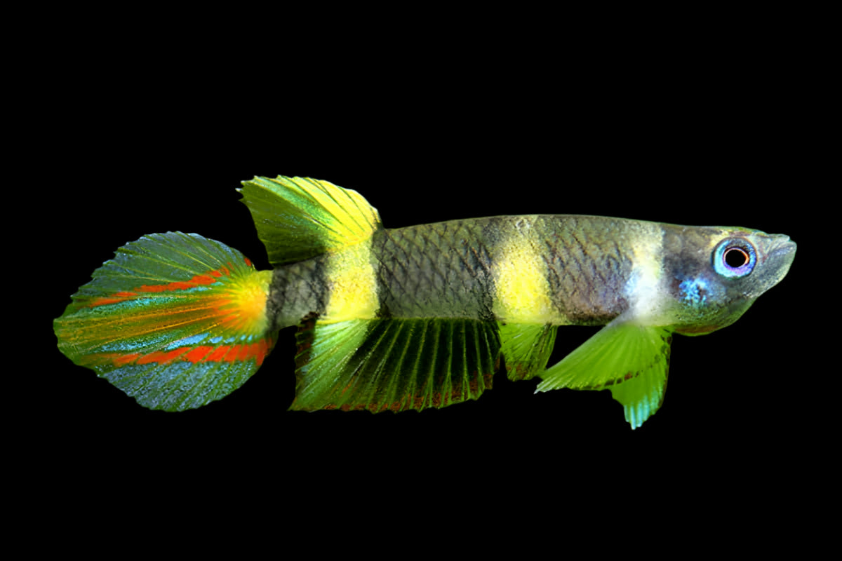 Clown Killifish 1.8cm