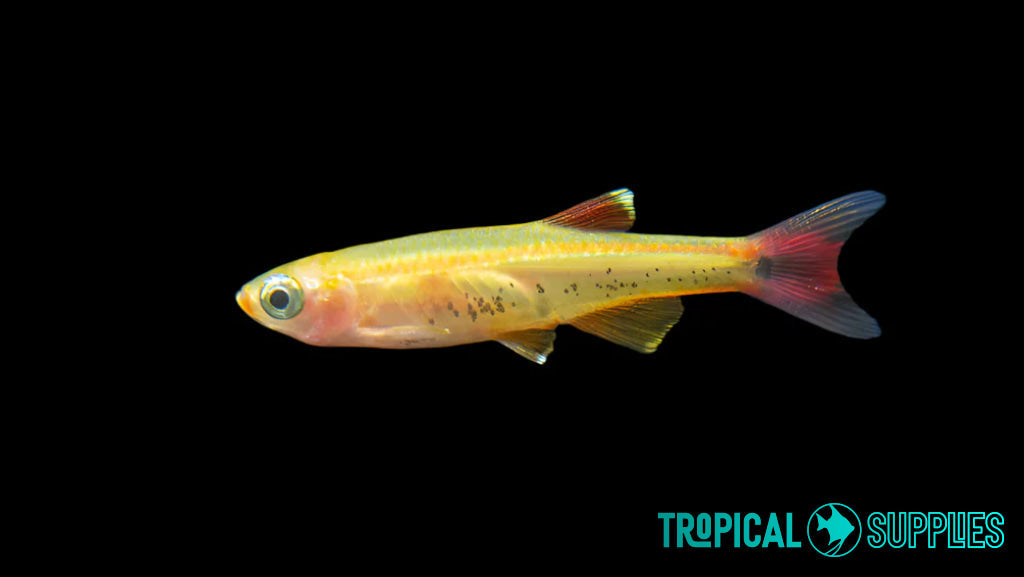 Golden White Cloud Minnow 2.5cm rasboras