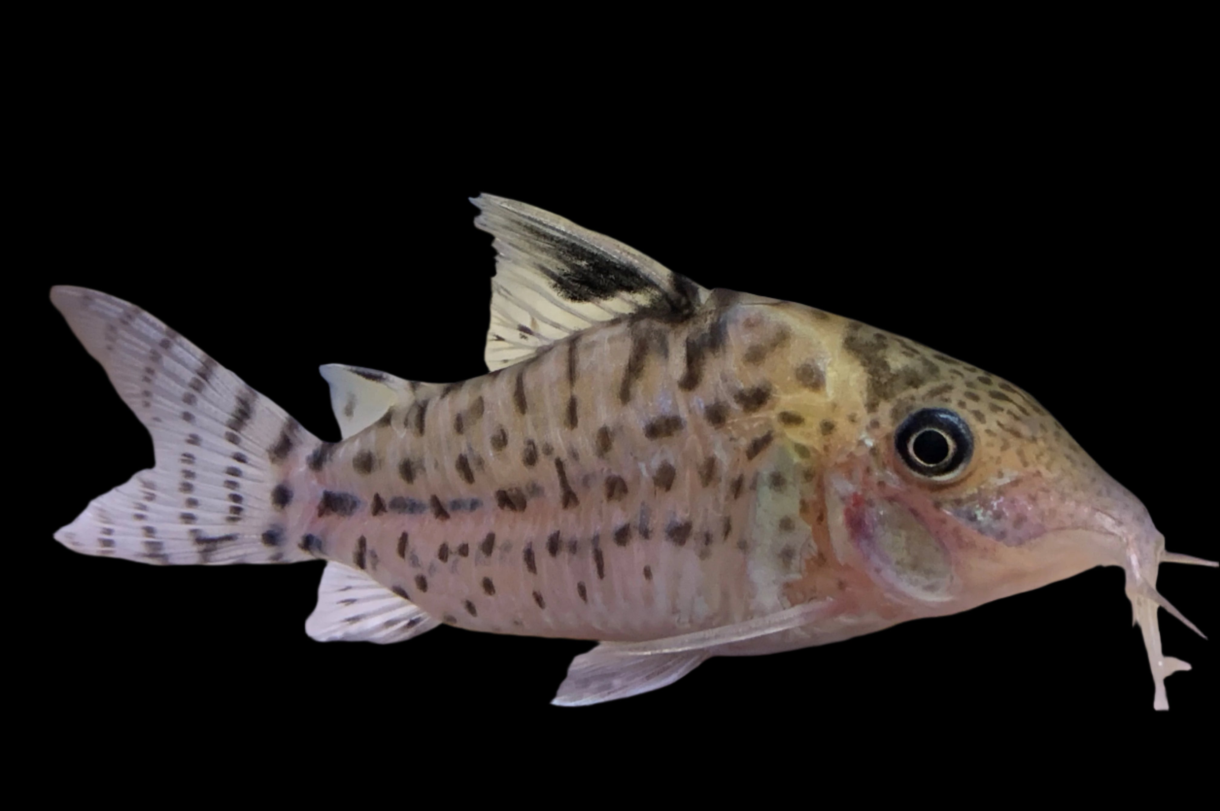 Brochis Ambiacus 5cm