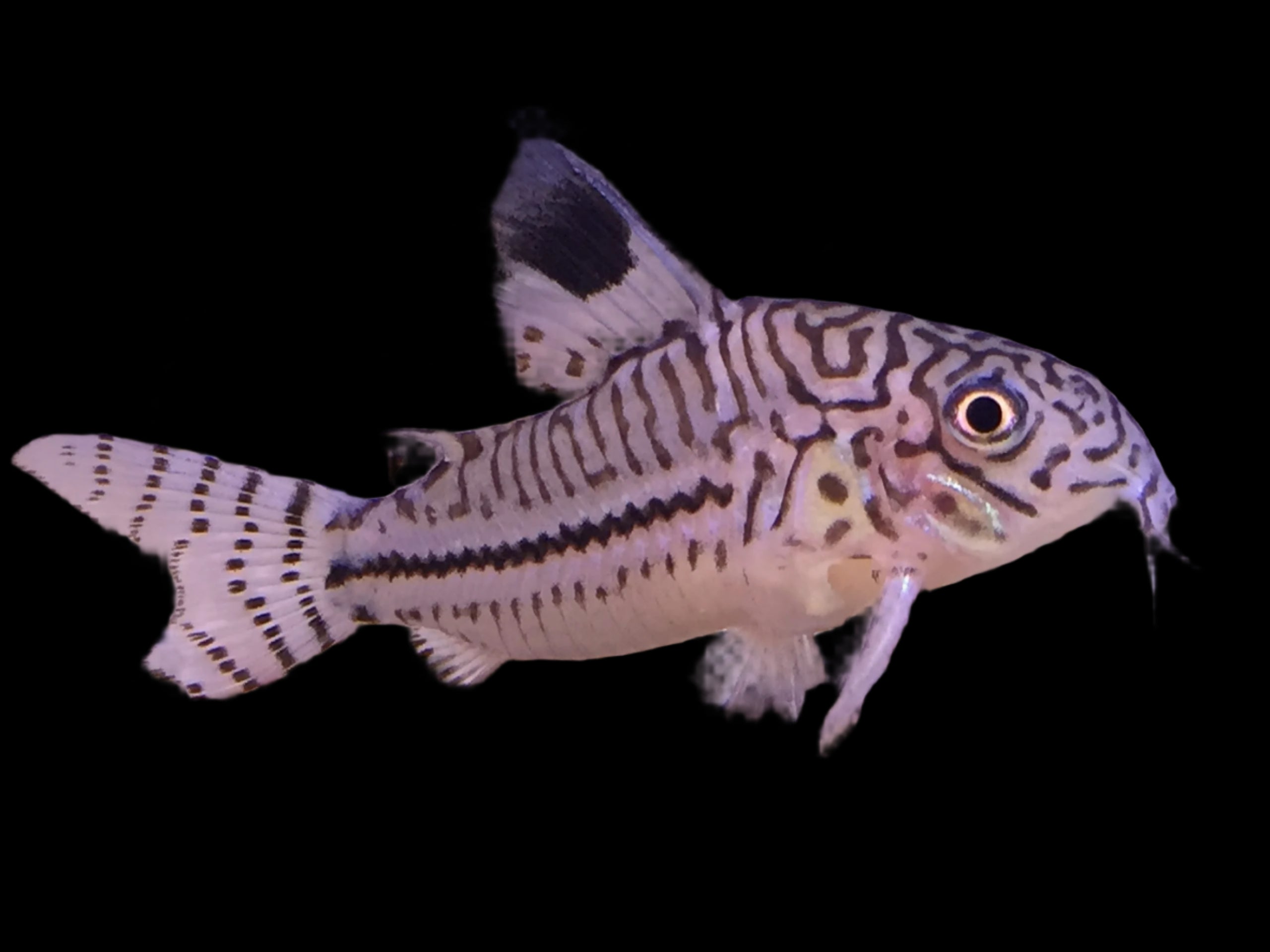Julii Corydoras 4cm