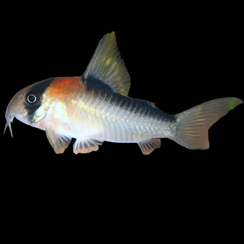 Adolfoi Corydoras 4cm