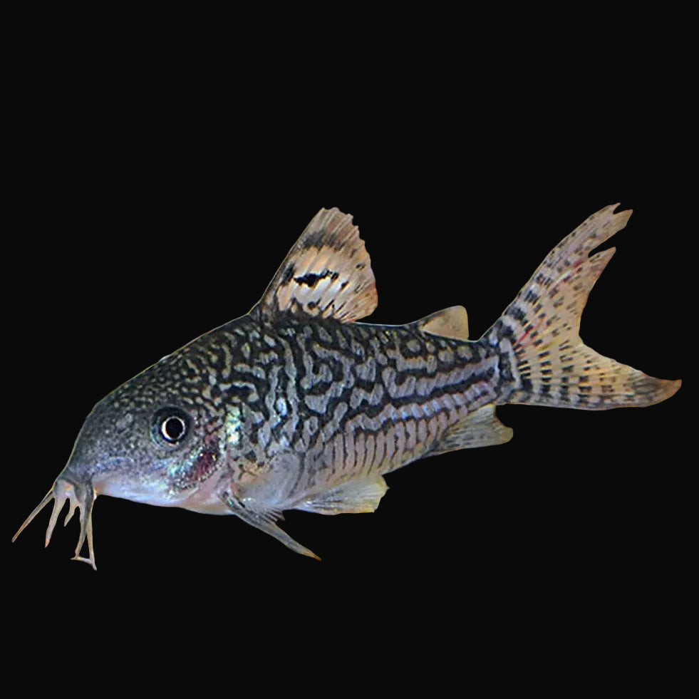 Elegant Corydoras 3-4cm