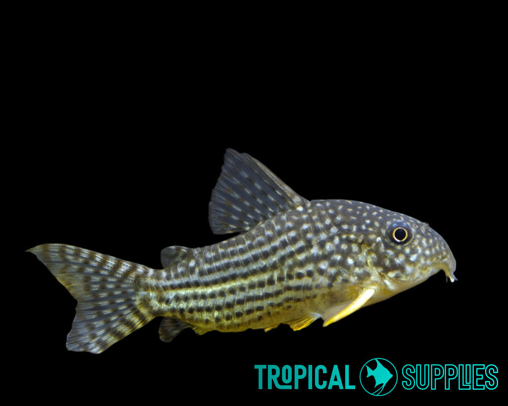 Sterbai Corydoras 4cm - Tropical Supplies North East