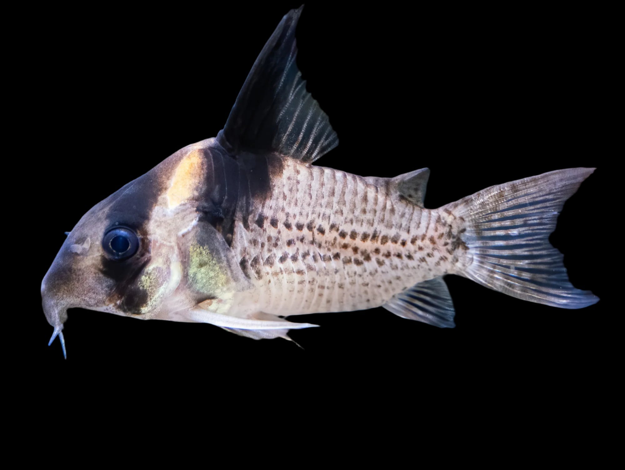 Corydoras Brevirostris CW27 6cm