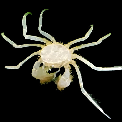 Thai Micro Spider Crabs 0.5-1cm - Tropical Supplies North East