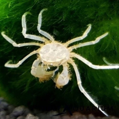 Thai Micro Spider Crabs 0.5-1cm - Tropical Supplies North East