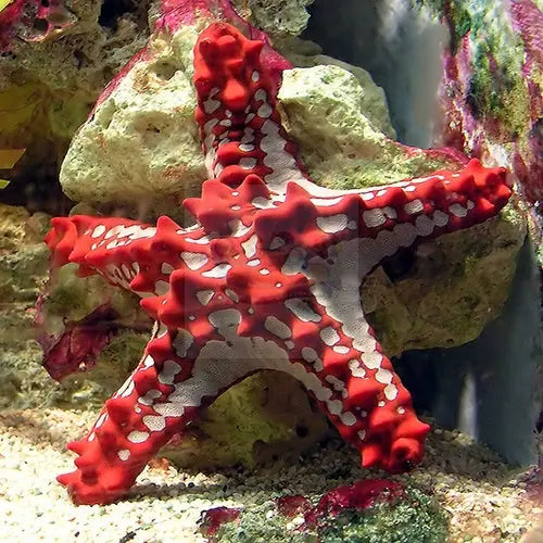Crimson Knobbed Starfish