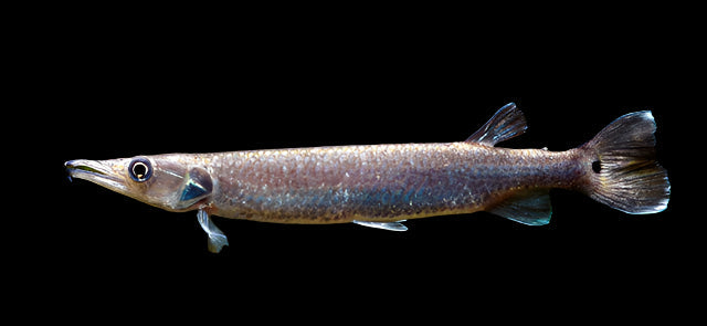 Rocket Gar 10cm - Tropical Supplies North East