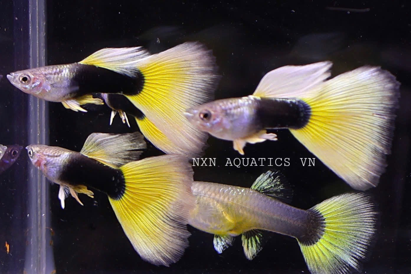 HB Yellow Guppy Pair 3-4cm
