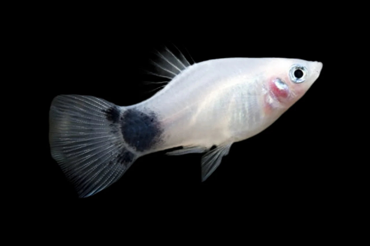 White Mickey Mouse Platy 4cm