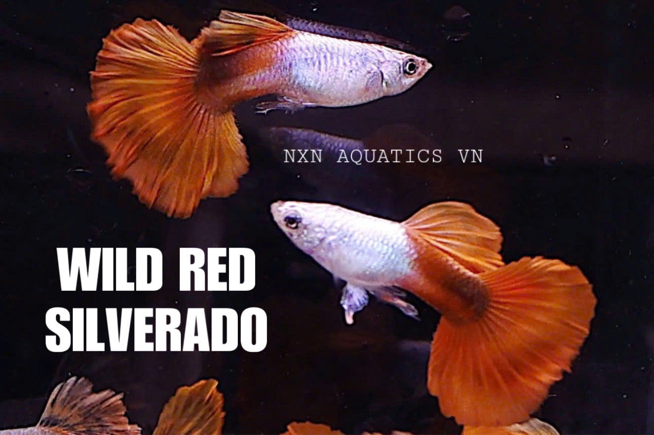 Wild Red Silverado Guppy Pair 3-4cm