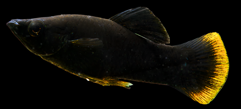 Red Tail Black Molly FW 4cm livebearer