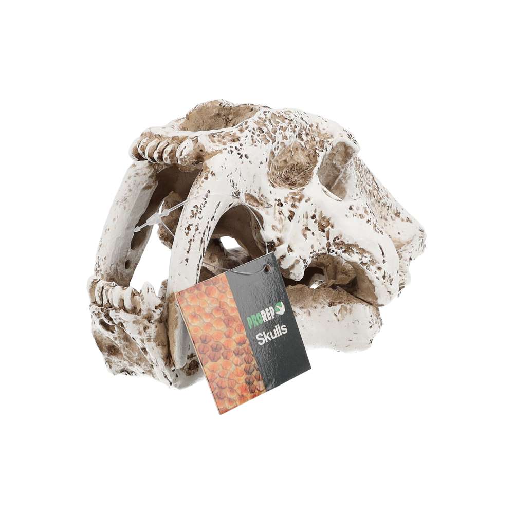 ProRep Smilodon Skull 19.5x10.5x11cm