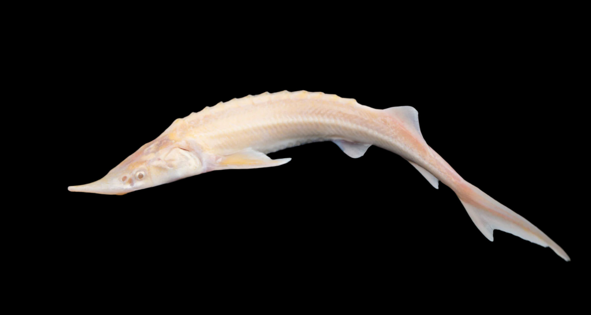 Albino Sterlet 14"
