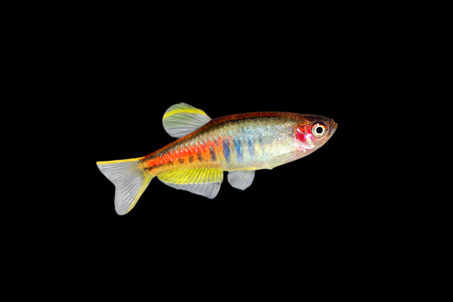 Burmese Glowlight Danio 3cm - Tropical Supplies North East