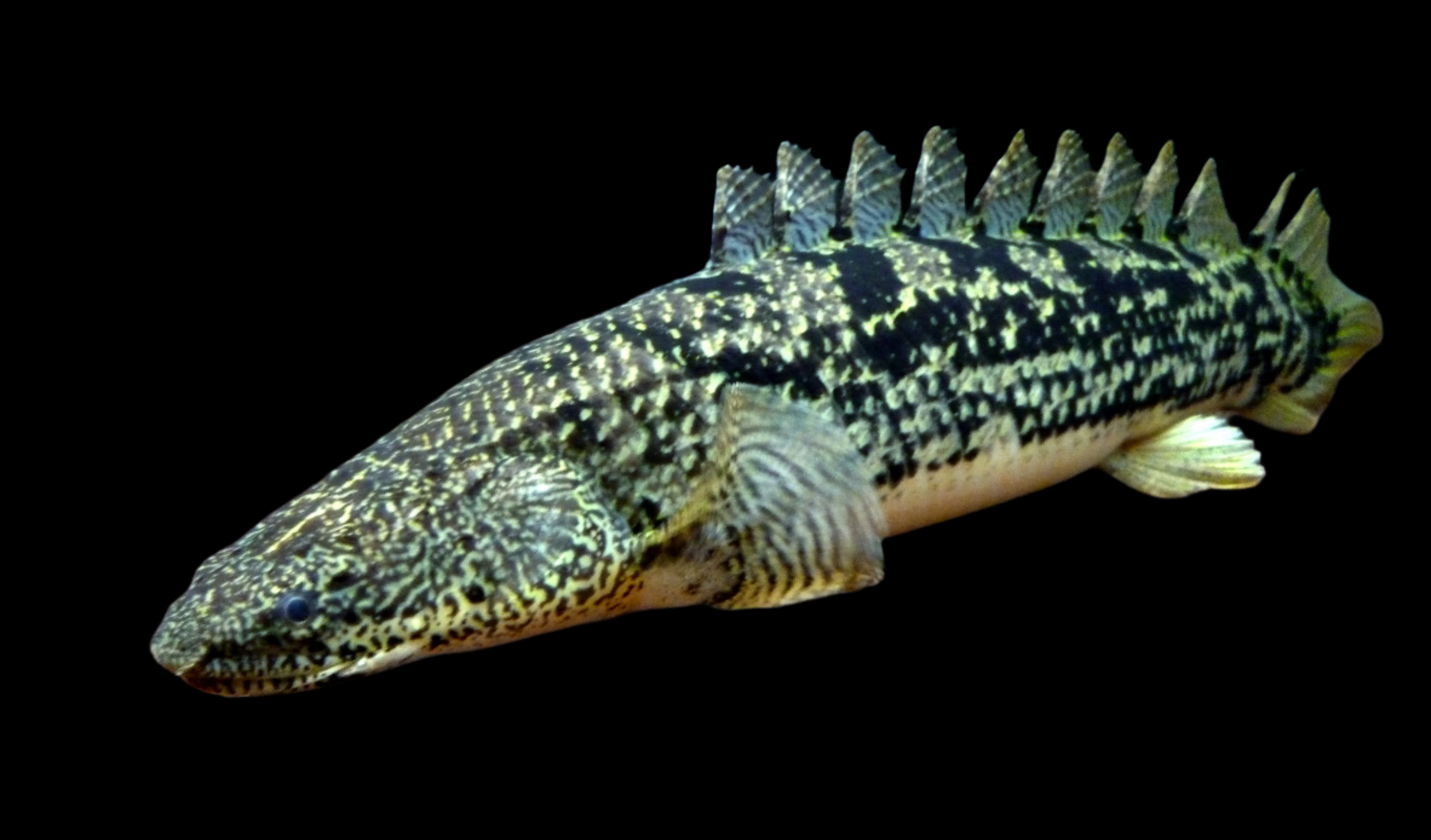 Ornate Bichir 12cm