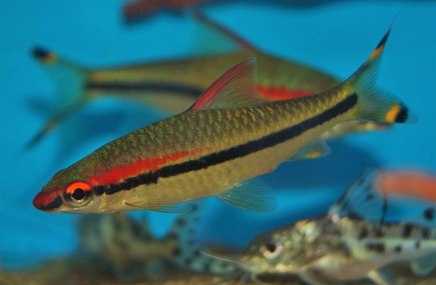 Red Line Torpedo Barb 6cm