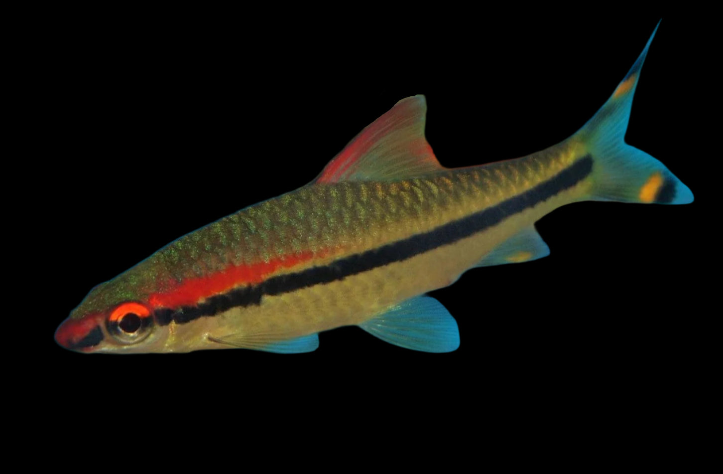 Red Line Torpedo Barb 6cm - Tropical Supplies North East