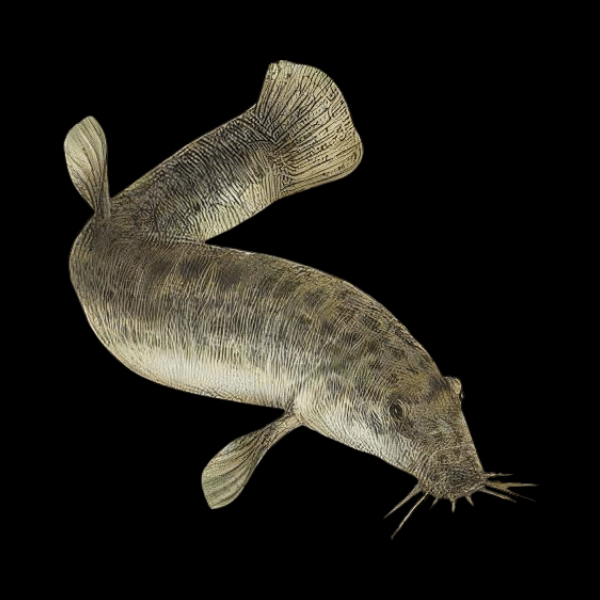 Weather Loach 8-10cm