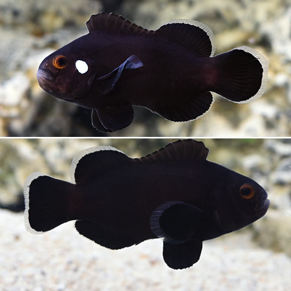 Domino Clownfish Pair MED