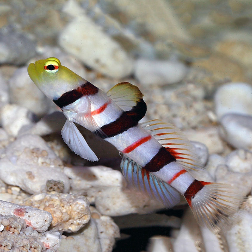 Dracula Goby MED