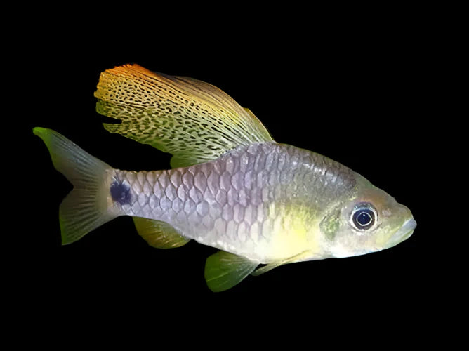 Drape Fin Barb 2.5cm - Tropical Supplies North East