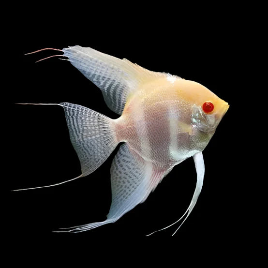 Albino Red Eye Angelfish 4cm angel discus