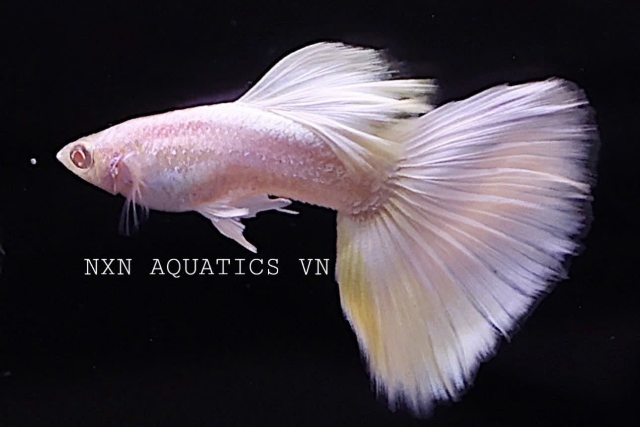 Full Platinum Guppy Pair 3-4cm