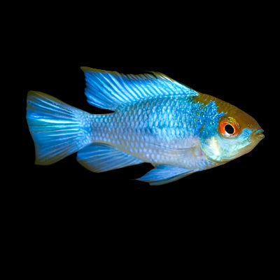 Electric Blue Ram 3cm - Tropical Supplies North East