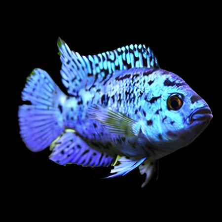 Electric Blue Jack Dempsey 4cm