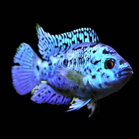 Electric Blue Jack Dempsey 6-9cm