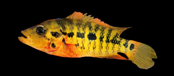 False Yellow Jacket Cichlid 4cm - Tropical Supplies North East